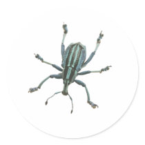 Painted Weevil Round Sticker
