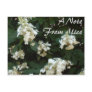 "Painted White Hydrangeas"  Custom Notes Postcard