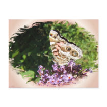 Paintedlady butterfly 47 ~ postcard