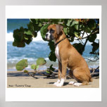 Painting_Heidi, Boxer - Trinidad & Tobago posters