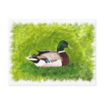 Painting of Mallard Duck sitting in the grass postcards