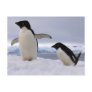 Pair Adelie penguins Antarctica Post Cards