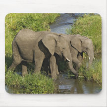 Pair of African Elephants feeding, Masai Mara, Mouse Pad
