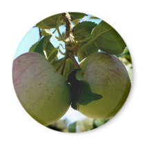 Pair of apples magnet