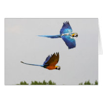 pair of ara's card