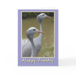 Pair of Blue Cranes Happy Birthday cards