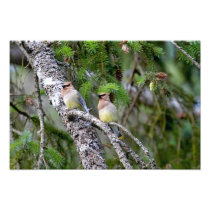 Pair of Cedar Waxwings Photographic Print