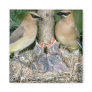 Pair of Cedar Waxwings with young Refrigerator Magnets