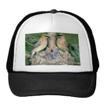 Pair of Cedar Waxwings with young Trucker Hat