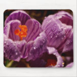 Pair of dewy crocuses, soft-focus  flowers mouse pad
