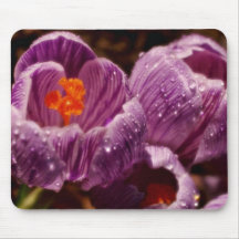 Pair of dewy crocuses, soft-focus  flowers mouse pad