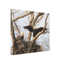 Pair of Eagles at Nest Gallery Wrapped Canvas