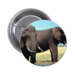 Pair of Elephants Pinback Button
