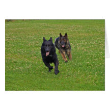Pair of German Shepherds Cards