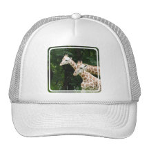 Pair of Giraffes  Baseball Hat