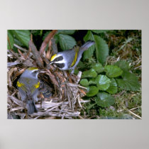 Pair of Golden-winged Warblers with nest Print