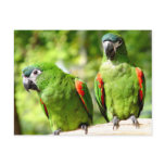 Pair Of Green Parrots Postcard