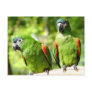 Pair Of Green Parrots Postcard