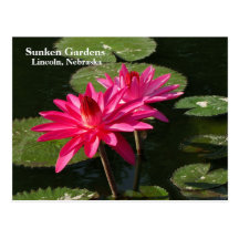 Pair of Pink Water Lilies postcard #200Nw  0200