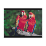 Pair of Red Macaws postcards