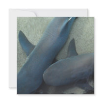 Pair of Sharks Invitations