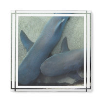 Pair of Sharks Magnet