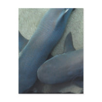 Pair of Sharks Postcard