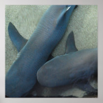 Pair of Sharks Poster