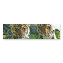 Pair of Tiger Cubs Portrait Bumper Sticker