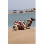 Pair Of Traditional Camels Sitting At The Beach. photo sculptures