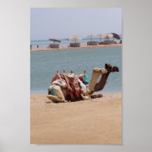 Pair Of Traditional Camels Sitting At The Beach. Print