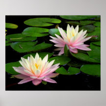Pair of Water Lilies Print