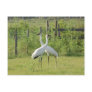 Pair of Whooping Cranes Post Card