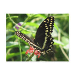Palamedes Swallowtail Postcard