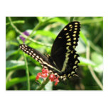 Palamedes Swallowtail Postcard