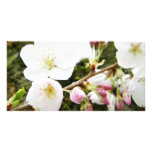 Pale Beauties Photo Card Template