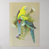 Pale-headed Rosella - Platycerus adscitus Print