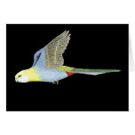 Pale-headed Rosella - Platycerus eximius palliceps Greeting Cards