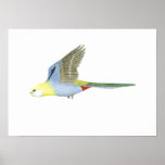 Pale-headed Rosella - Platycerus eximius palliceps Print