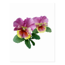 Pale Magenta and Yellow Pansies Post Cards
