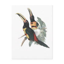 Pale-mandibled Aracari Post Card