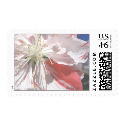 Pale Pink and White Wedding Flowers Postage by naturalilly