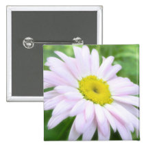 Pale Pink Painted Daisy