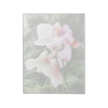 Pale Pink Phalaenopsis Orchids Memo Pad