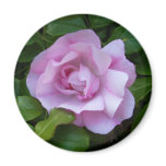 Pale pink rose magnet
