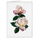Pale Pink Rosebuds Variety Pristine Greeting Card