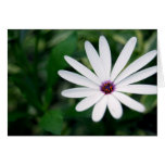 Pale Purple Flower Card