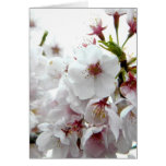 Pale Spring Cards