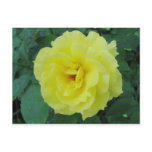 Pale Yellow Blossom Postcard