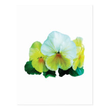 Pale Yellow Pansies Postcard